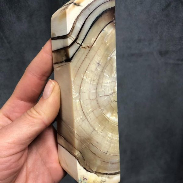 Stabilized mammoth tusk - Image 2
